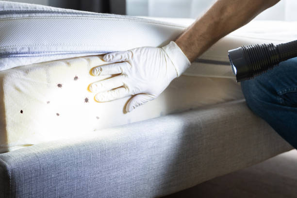 Best Ant Control Services  in North Webster, IN
